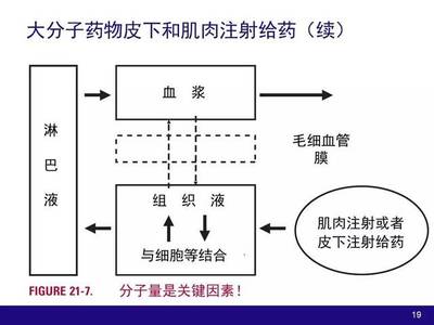 【PPT】生物技术产品和大分子物质开发过程中的药动学和药效学因素